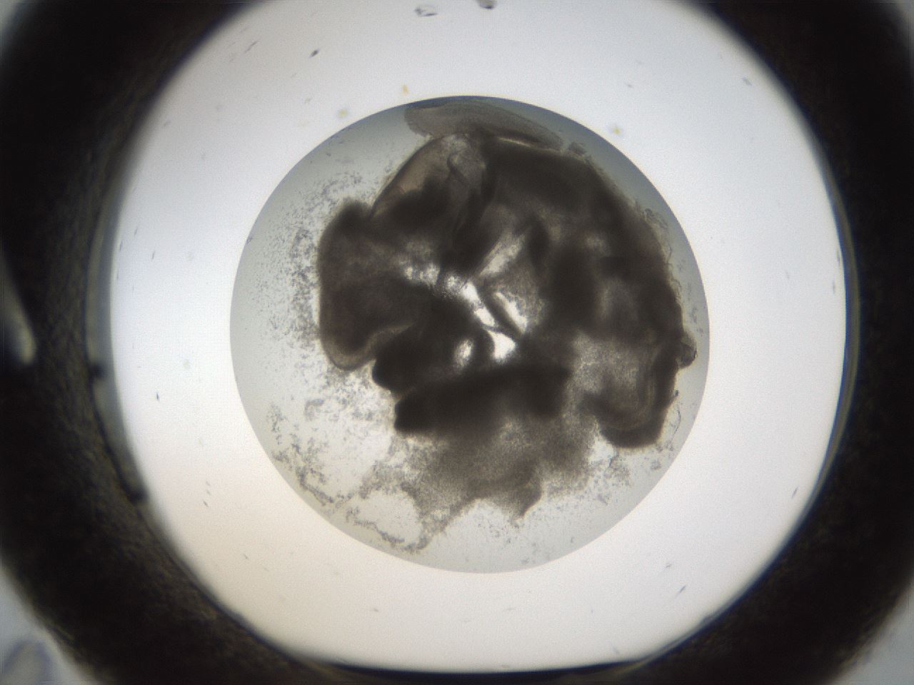 folderID212_plateID1212_batchID3657_wellNum11_profileID1_d1_r68404_ef.jpg