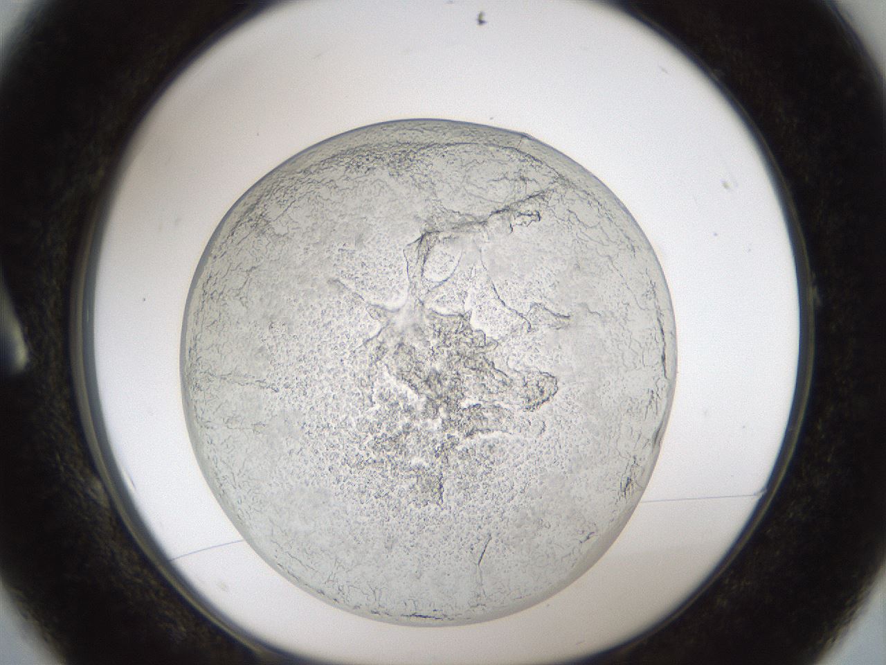 folderID212_plateID1212_batchID3657_wellNum1_profileID1_d1_r68384_ef.jpg