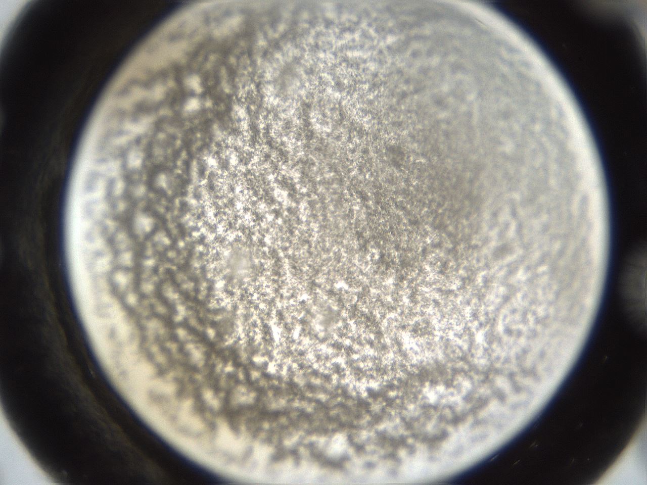 folderID212_plateID1212_batchID3657_wellNum55_profileID1_d1_r68492_ef.jpg