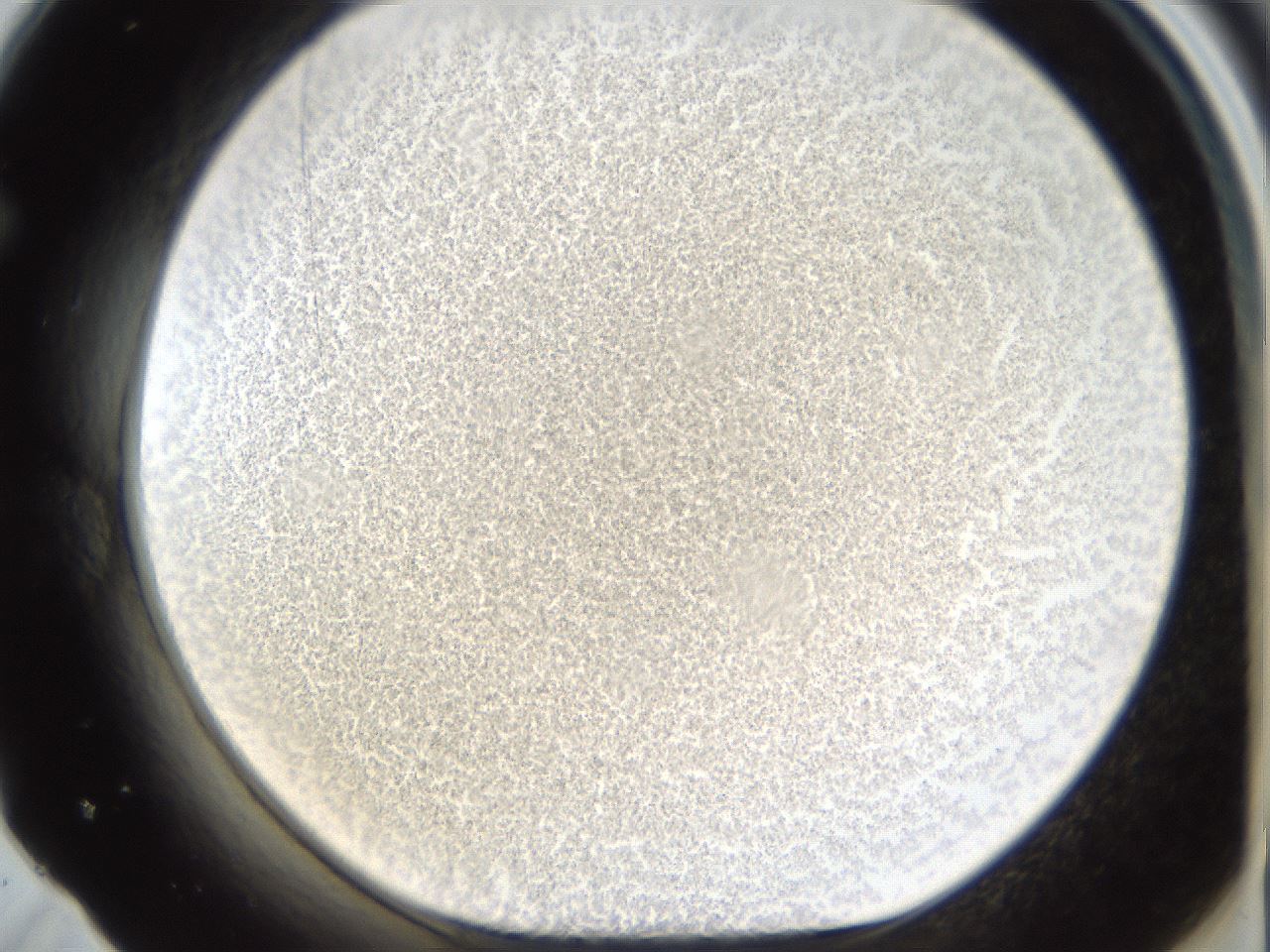folderID212_plateID1212_batchID3657_wellNum71_profileID1_d1_r68524_ef.jpg
