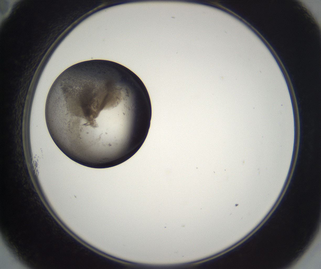folderID212_plateID2212_batchID10054_wellNum11_profileID1_d2_r151500_ef.jpg