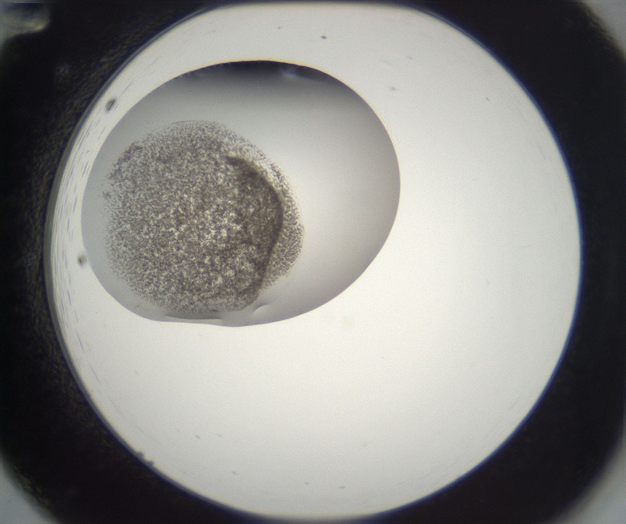 folderID212_plateID2212_batchID10054_wellNum12_profileID1_d2_r151502_ef.jpg