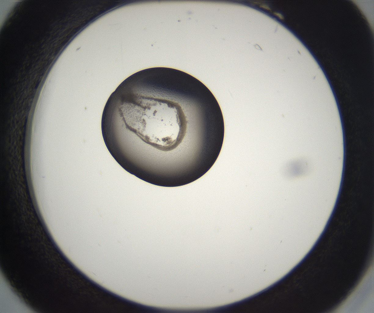 folderID212_plateID2212_batchID10054_wellNum18_profileID1_d2_r151514_ef.jpg