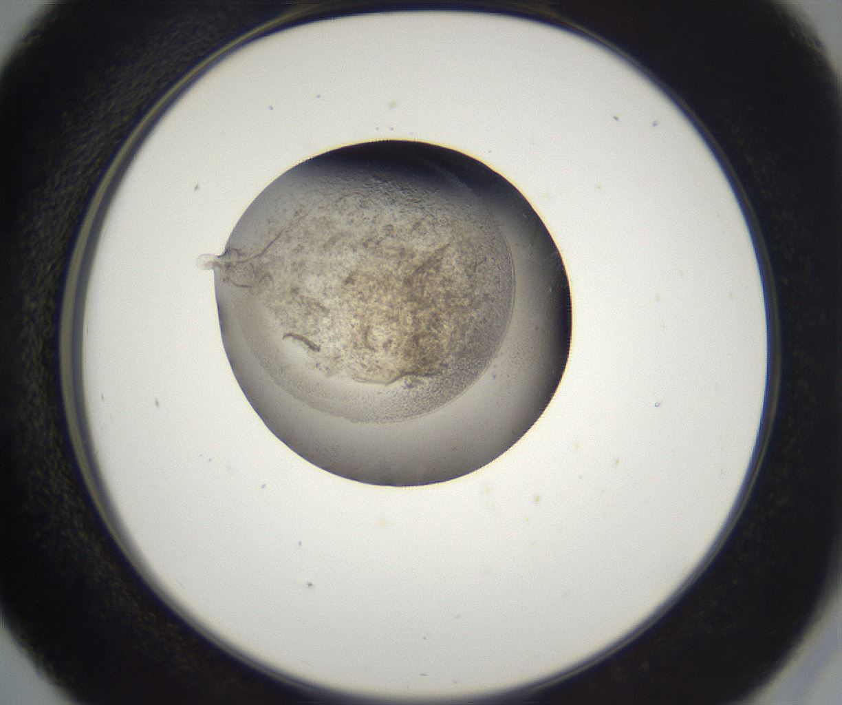 folderID212_plateID2212_batchID10054_wellNum41_profileID1_d2_r151560_ef.jpg