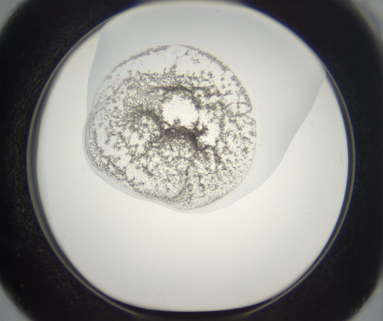 folderID212_plateID2212_batchID10054_wellNum50_profileID1_d1_r151577_ef.jpg