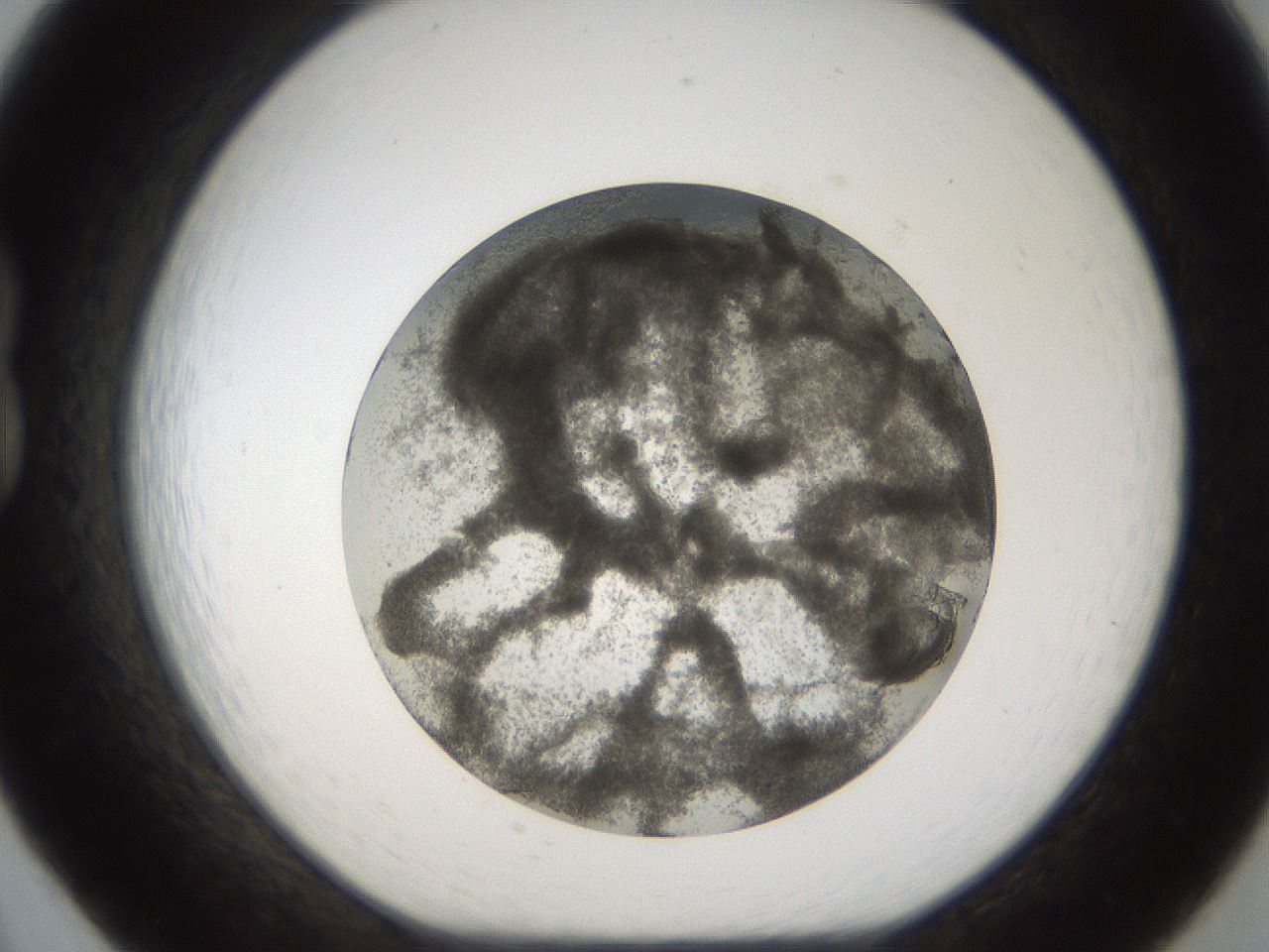 folderID213_plateID1213_batchID3692_wellNum20_profileID1_d1_r68998_ef.jpg
