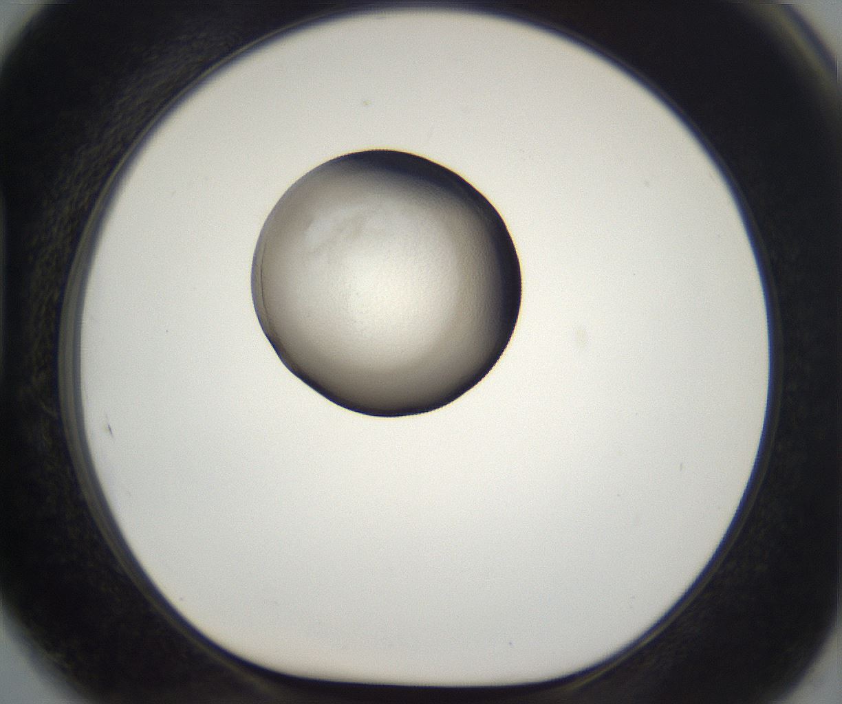folderID212_plateID2212_batchID10054_wellNum89_profileID1_d1_r151655_ef.jpg