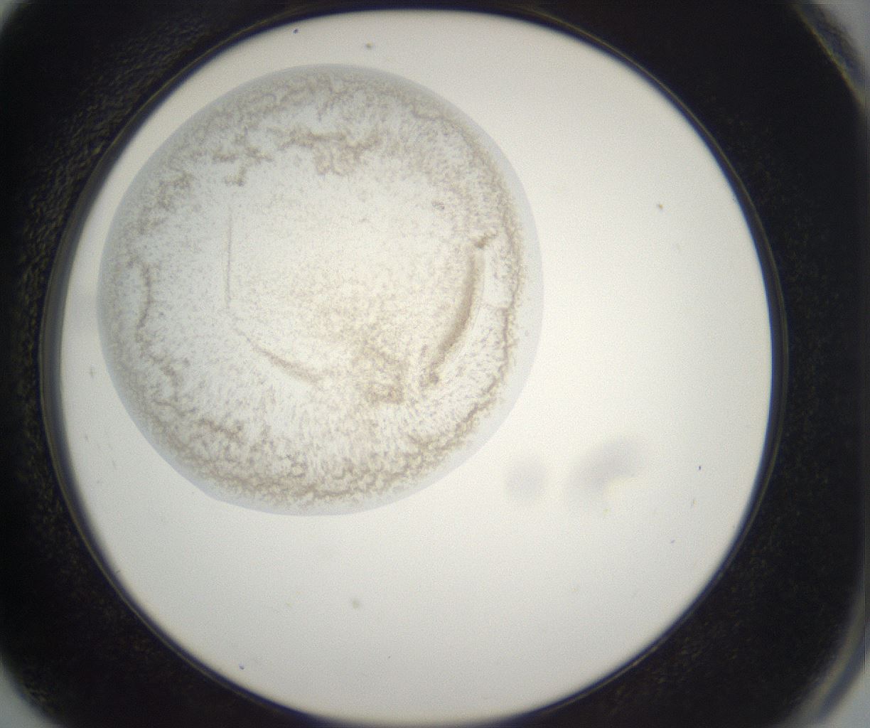 folderID212_plateID2212_batchID10054_wellNum91_profileID1_d2_r151660_ef.jpg