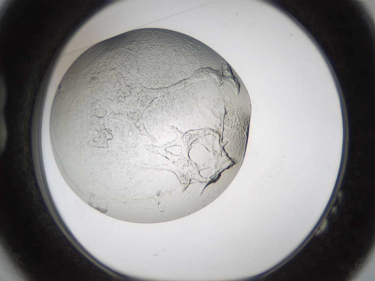 folderID213_plateID1213_batchID3626_wellNum14_profileID1_d1_r68986_ef.jpg