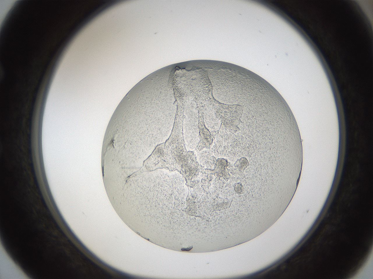 folderID213_plateID1213_batchID3626_wellNum52_profileID1_d1_r69062_ef.jpg