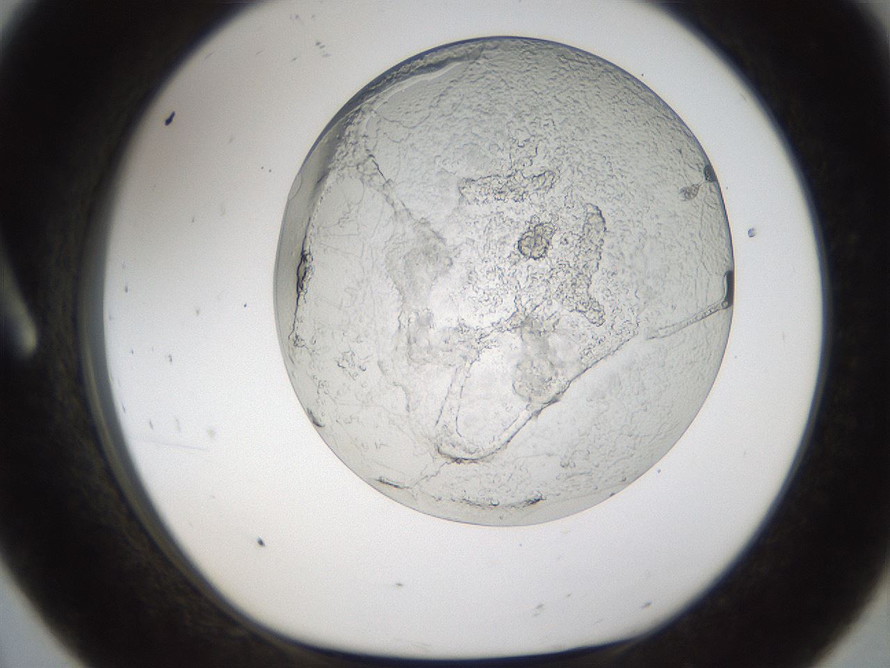 folderID213_plateID1213_batchID3626_wellNum8_profileID1_d1_r68974_ef.jpg