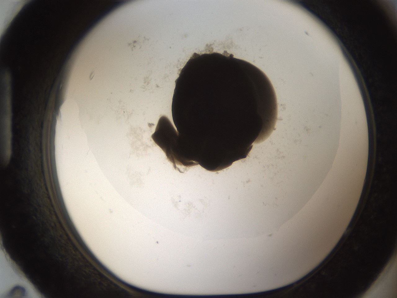 folderID213_plateID1213_batchID3626_wellNum95_profileID1_d1_r69148_ef.jpg