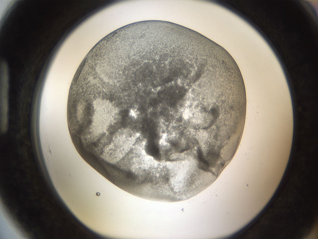 folderID213_plateID1213_batchID3692_wellNum89_profileID1_d1_r69136_ef.jpg