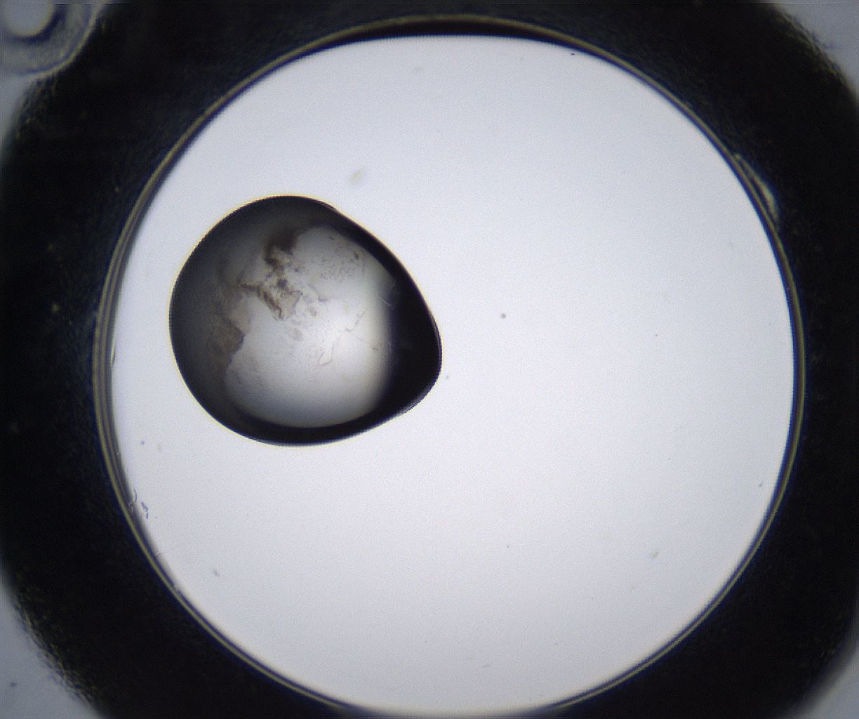 folderID213_plateID2213_batchID10048_wellNum10_profileID1_d2_r150538_ef.jpg