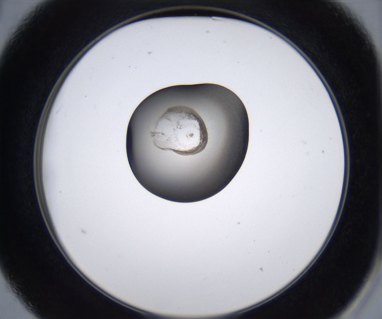 folderID213_plateID2213_batchID10048_wellNum15_profileID1_d2_r150548_ef.jpg