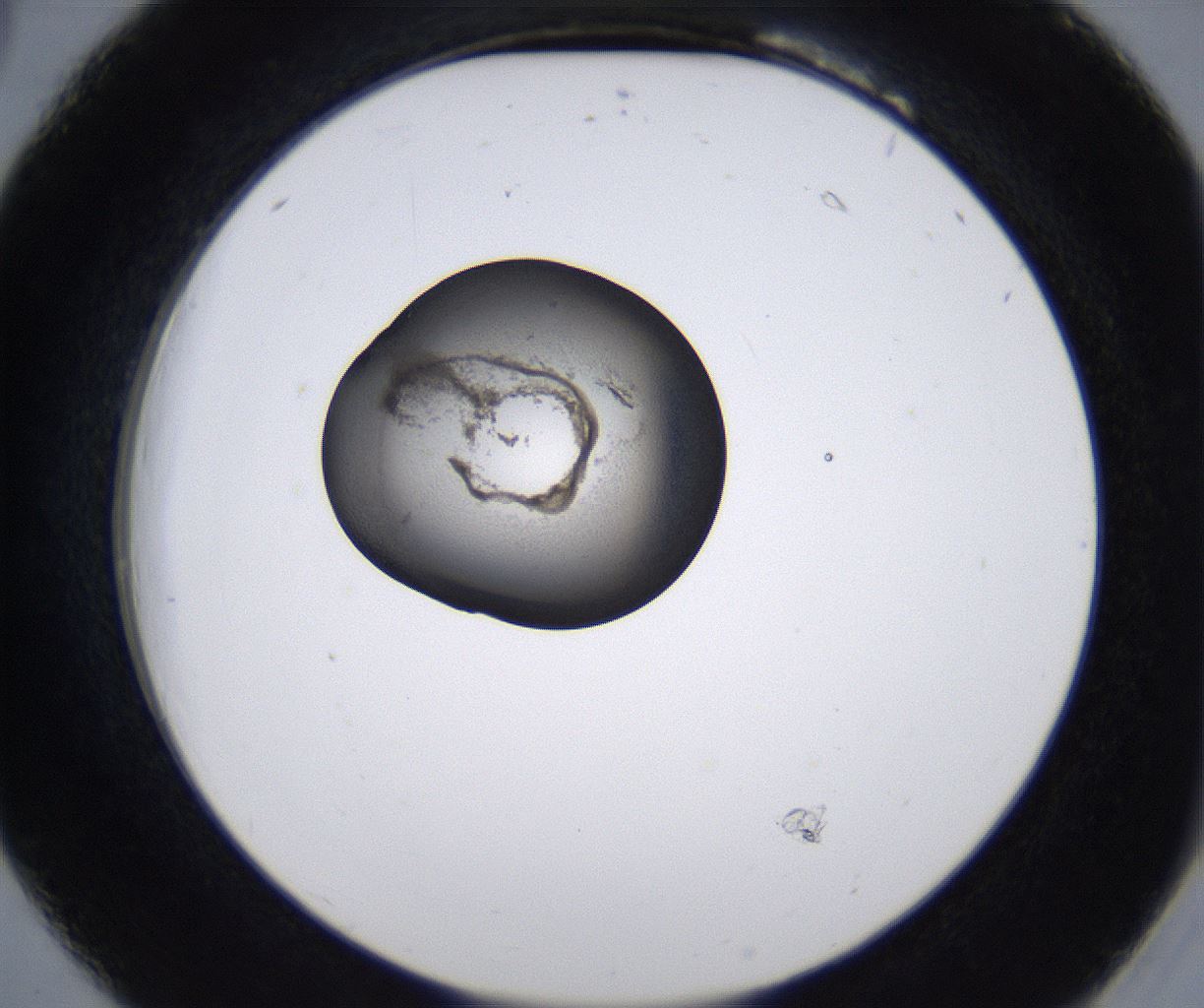 folderID213_plateID2213_batchID10048_wellNum18_profileID1_d2_r150554_ef.jpg