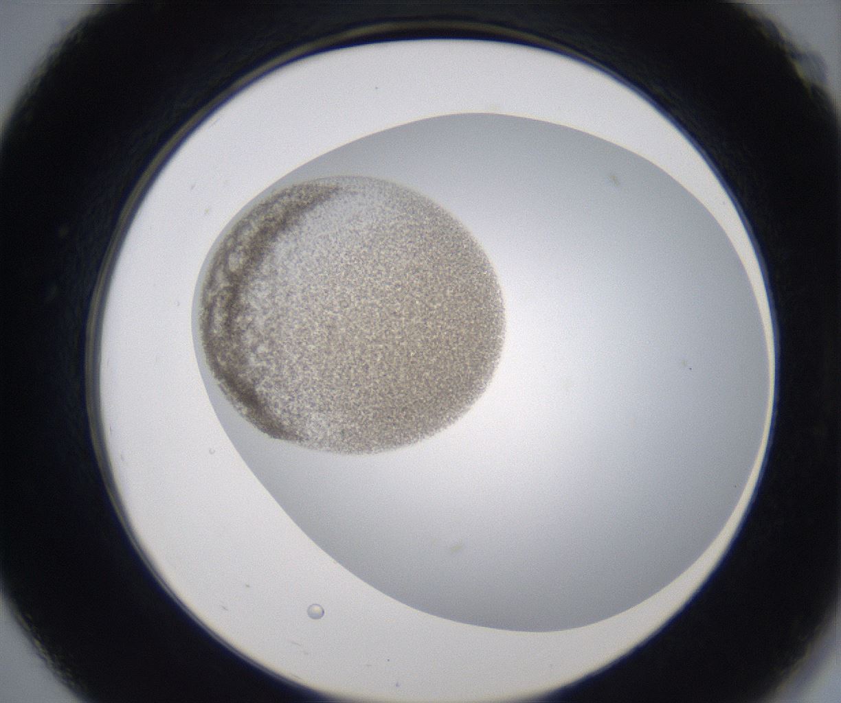folderID213_plateID2213_batchID10048_wellNum19_profileID1_d2_r150556_ef.jpg