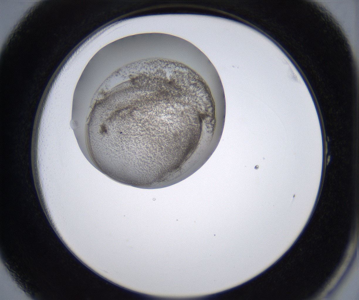 folderID213_plateID2213_batchID10048_wellNum1_profileID1_d2_r150520_ef.jpg