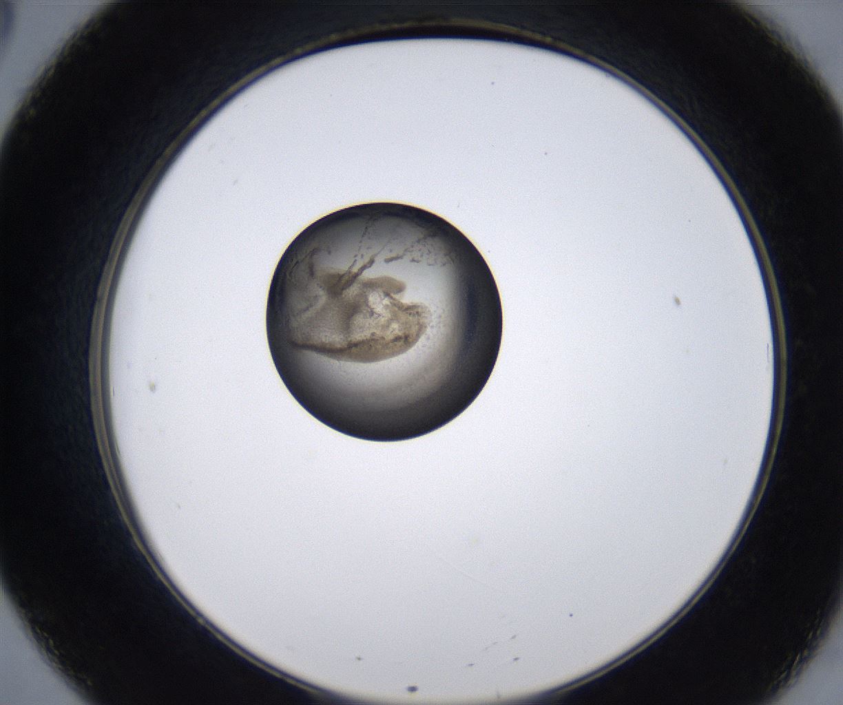 folderID213_plateID2213_batchID10048_wellNum20_profileID1_d2_r150558_ef.jpg