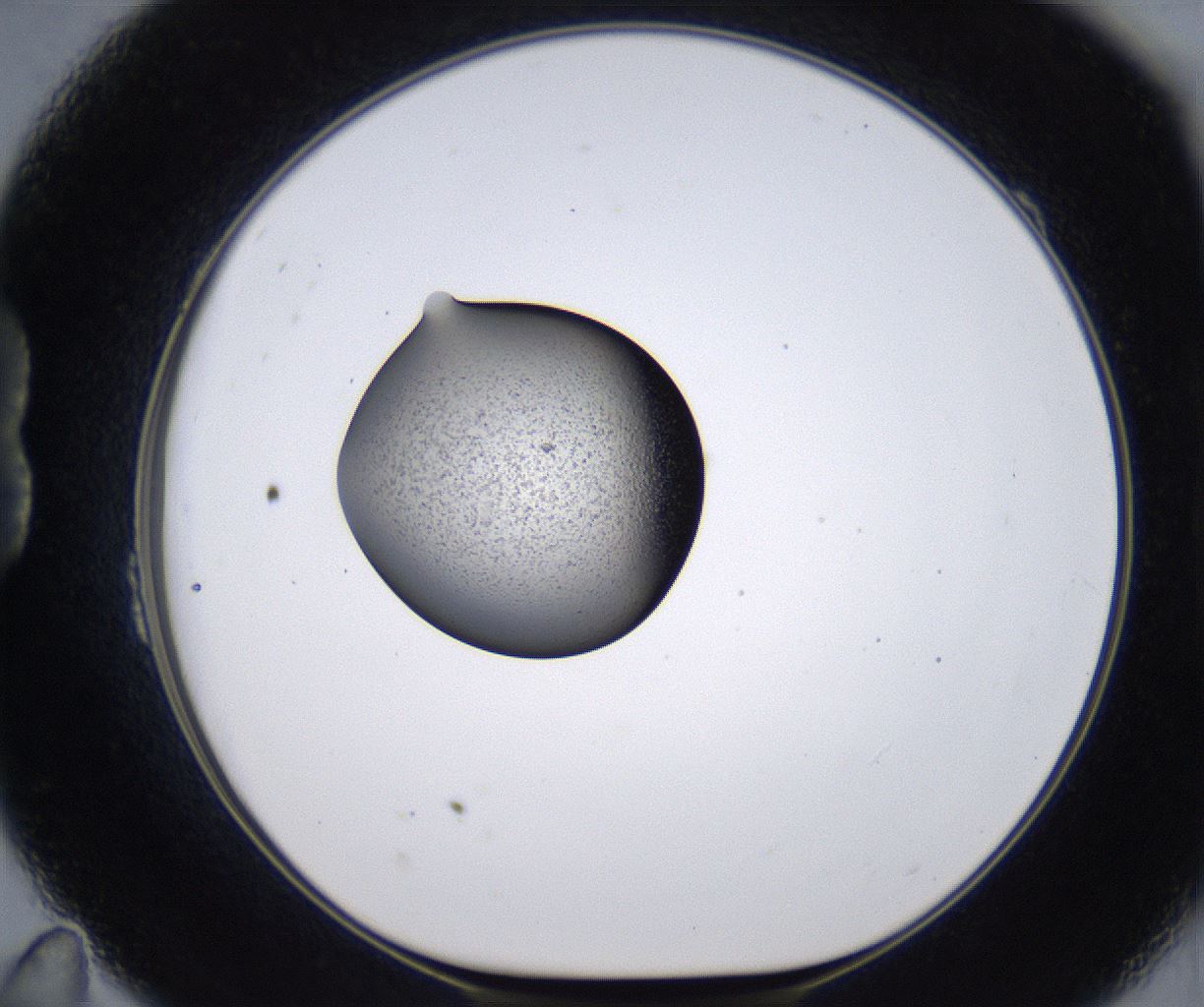 folderID213_plateID2213_batchID10048_wellNum23_profileID1_d1_r150563_ef.jpg