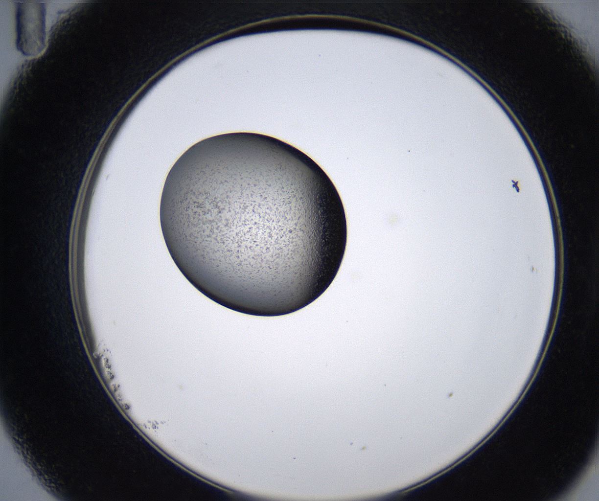 folderID213_plateID2213_batchID10048_wellNum23_profileID1_d2_r150564_ef.jpg