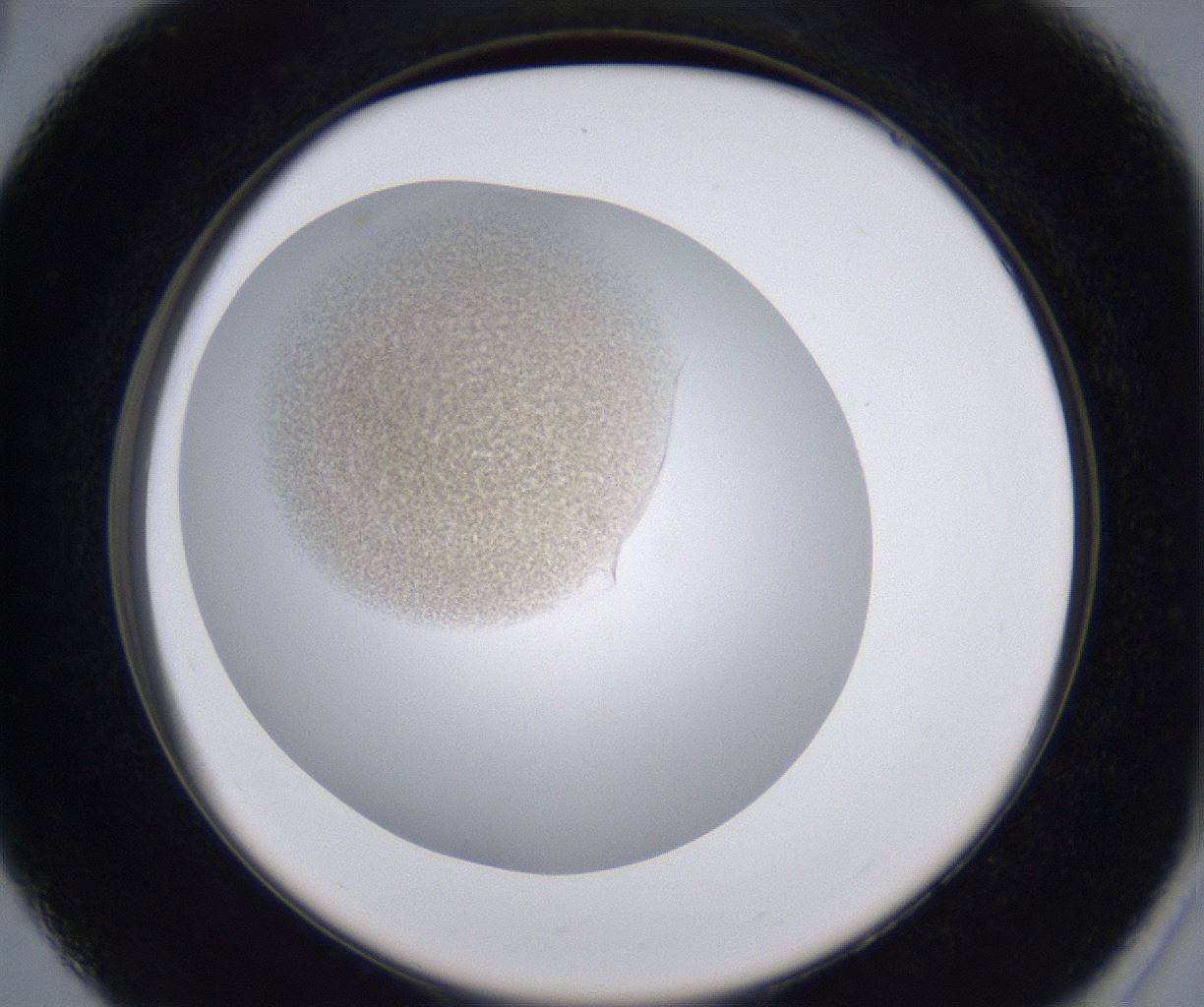 folderID213_plateID2213_batchID10048_wellNum27_profileID1_d2_r150572_ef.jpg