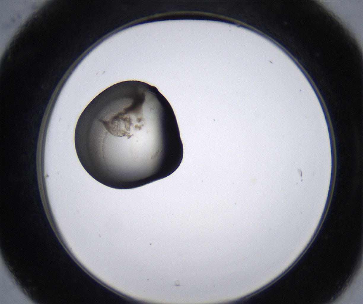 folderID213_plateID2213_batchID10048_wellNum31_profileID1_d2_r150580_ef.jpg