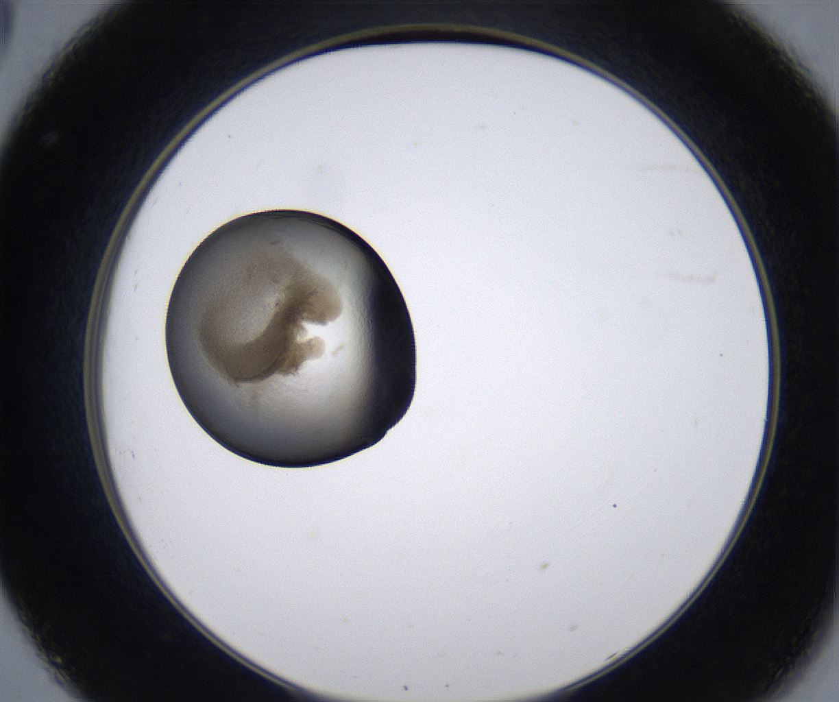 folderID213_plateID2213_batchID10048_wellNum32_profileID1_d2_r150582_ef.jpg