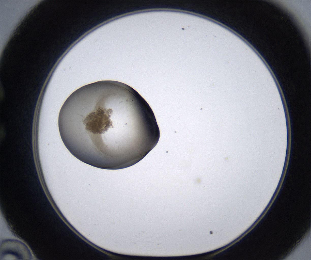 folderID213_plateID2213_batchID10048_wellNum34_profileID1_d1_r150585_ef.jpg