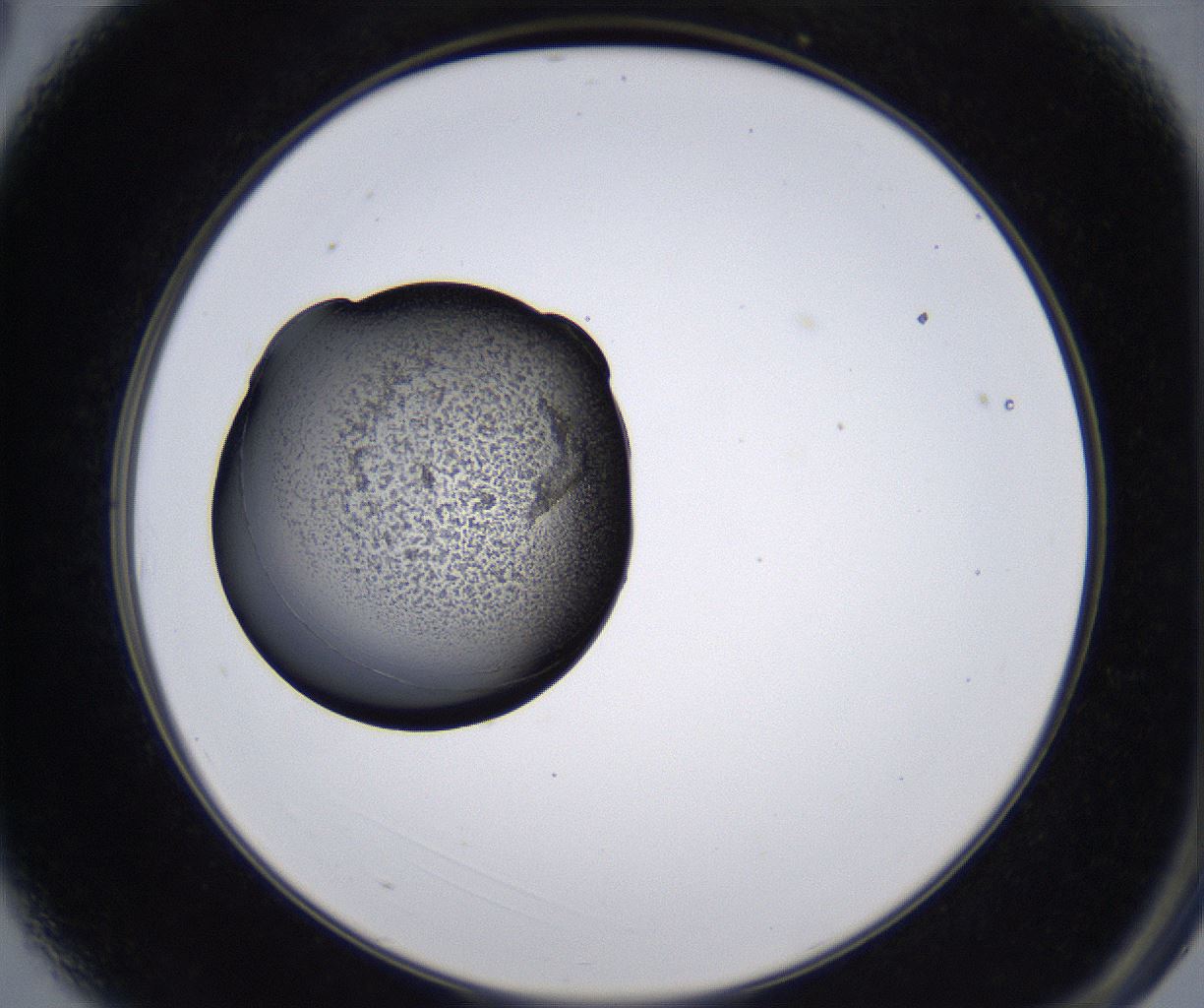 folderID213_plateID2213_batchID10048_wellNum3_profileID1_d2_r150524_ef.jpg
