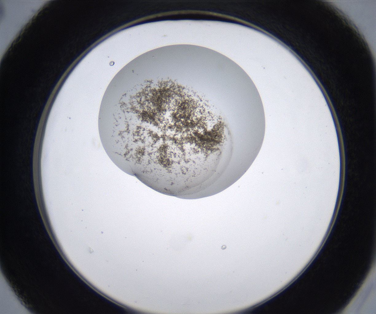 folderID213_plateID2213_batchID10048_wellNum40_profileID1_d2_r150598_ef.jpg
