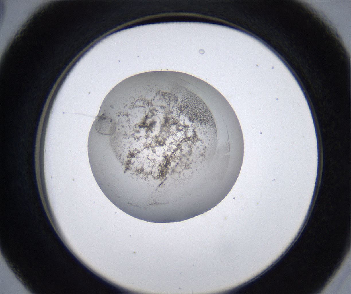 folderID213_plateID2213_batchID10048_wellNum41_profileID1_d2_r150600_ef.jpg