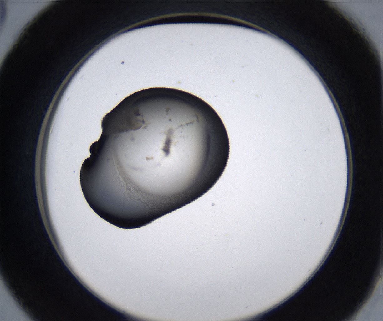 folderID213_plateID2213_batchID10048_wellNum42_profileID1_d2_r150602_ef.jpg