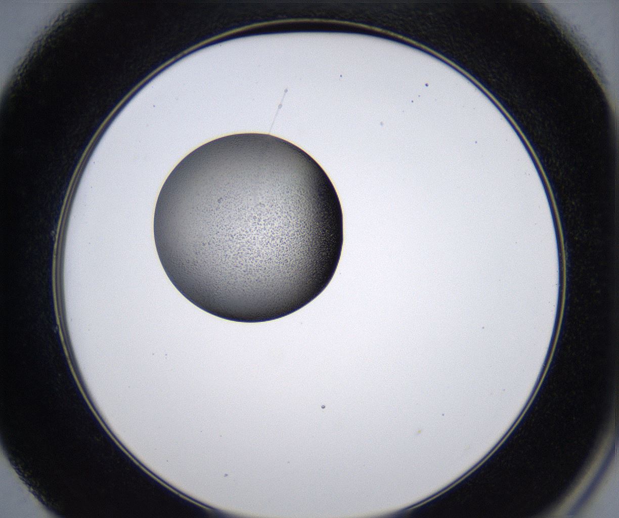 folderID213_plateID2213_batchID10048_wellNum49_profileID1_d2_r150616_ef.jpg