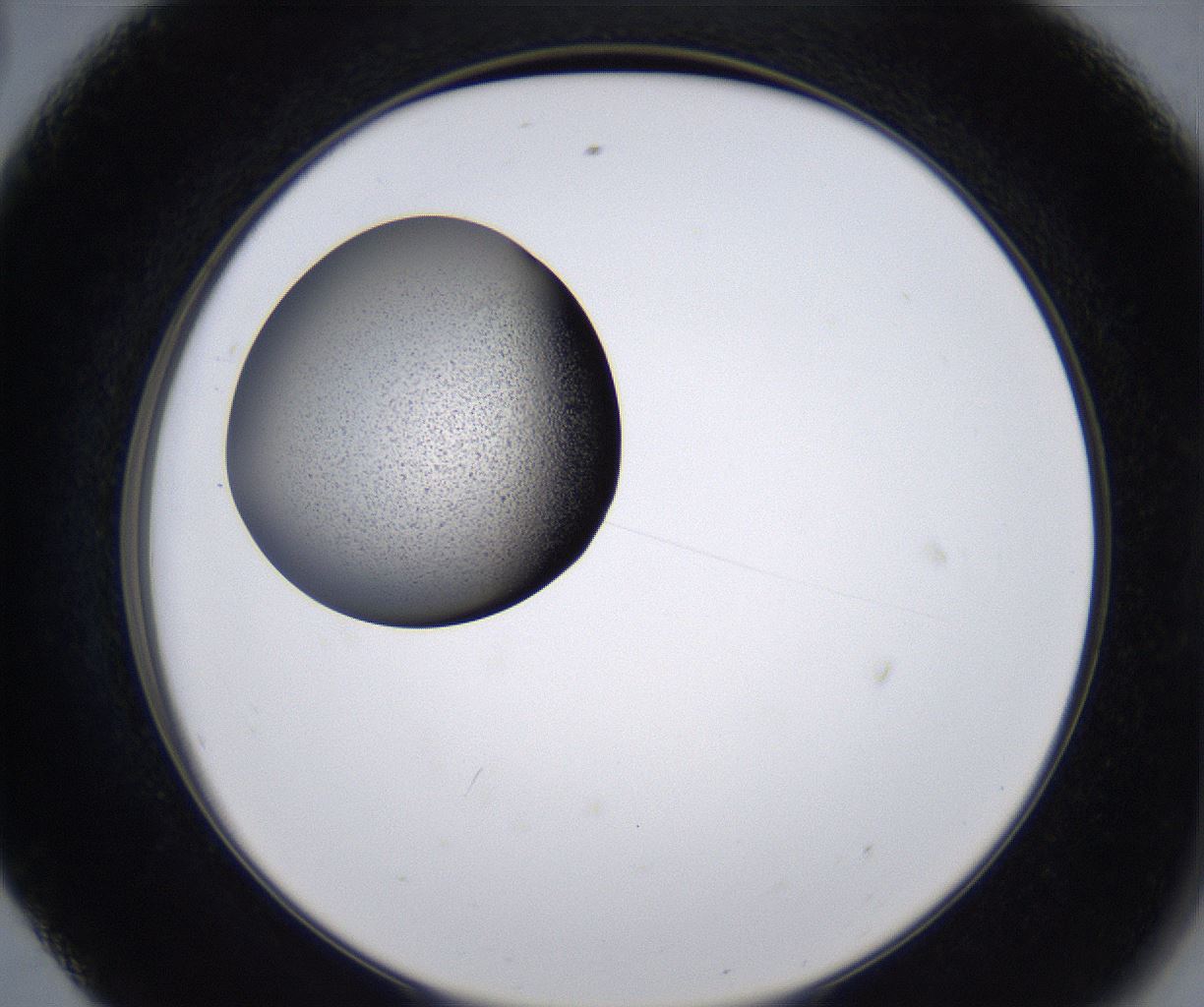 folderID213_plateID2213_batchID10048_wellNum56_profileID1_d2_r150630_ef.jpg