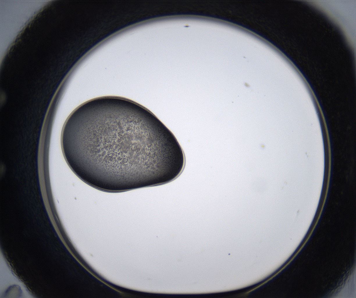 folderID213_plateID2213_batchID10048_wellNum59_profileID1_d1_r150635_ef.jpg