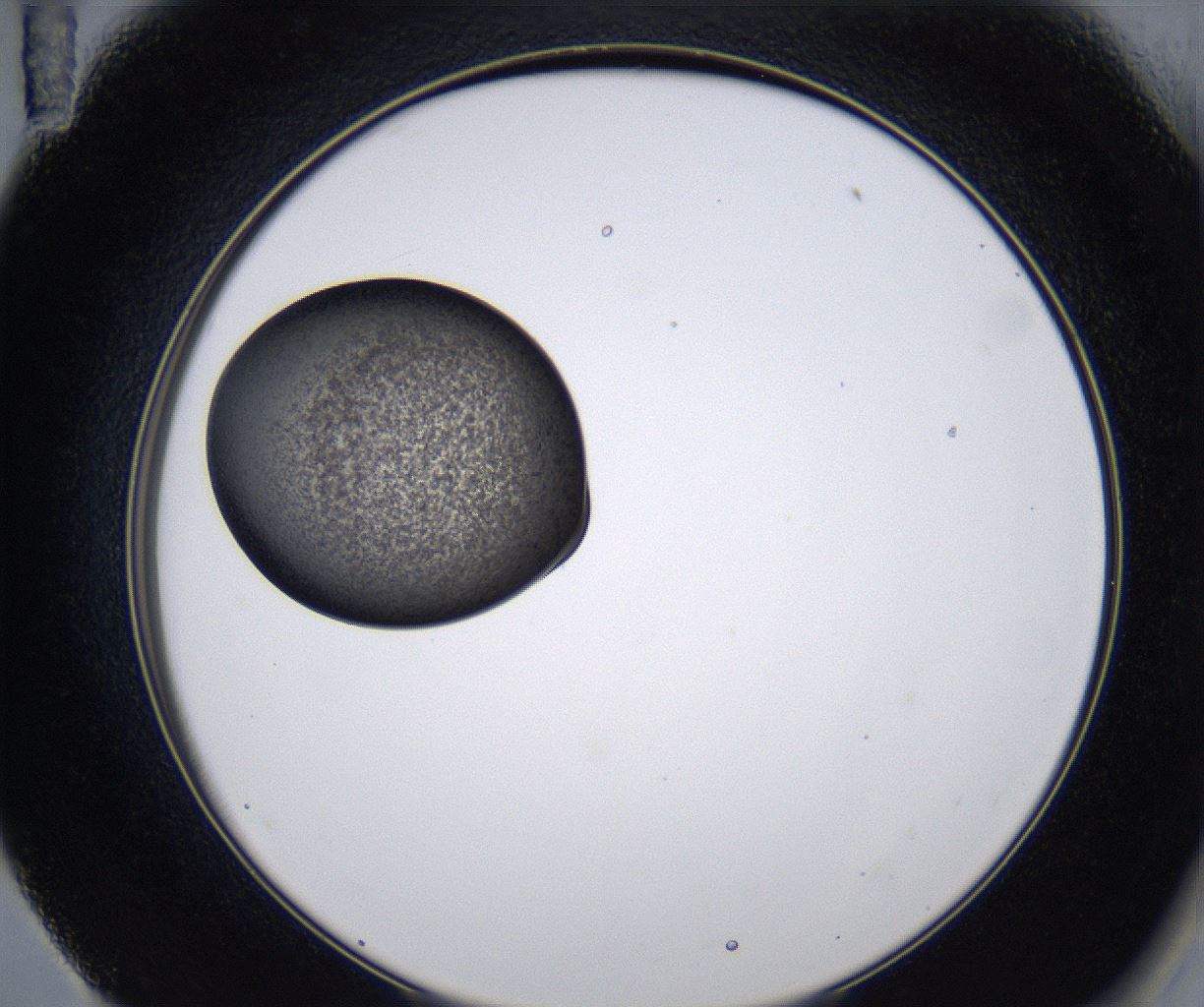 folderID213_plateID2213_batchID10048_wellNum59_profileID1_d2_r150636_ef.jpg