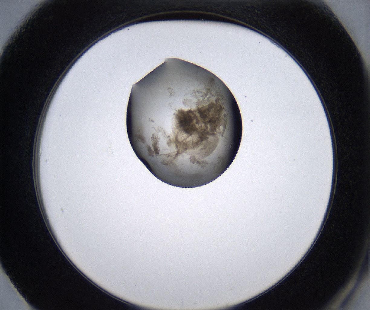folderID213_plateID2213_batchID10048_wellNum61_profileID1_d2_r150640_ef.jpg