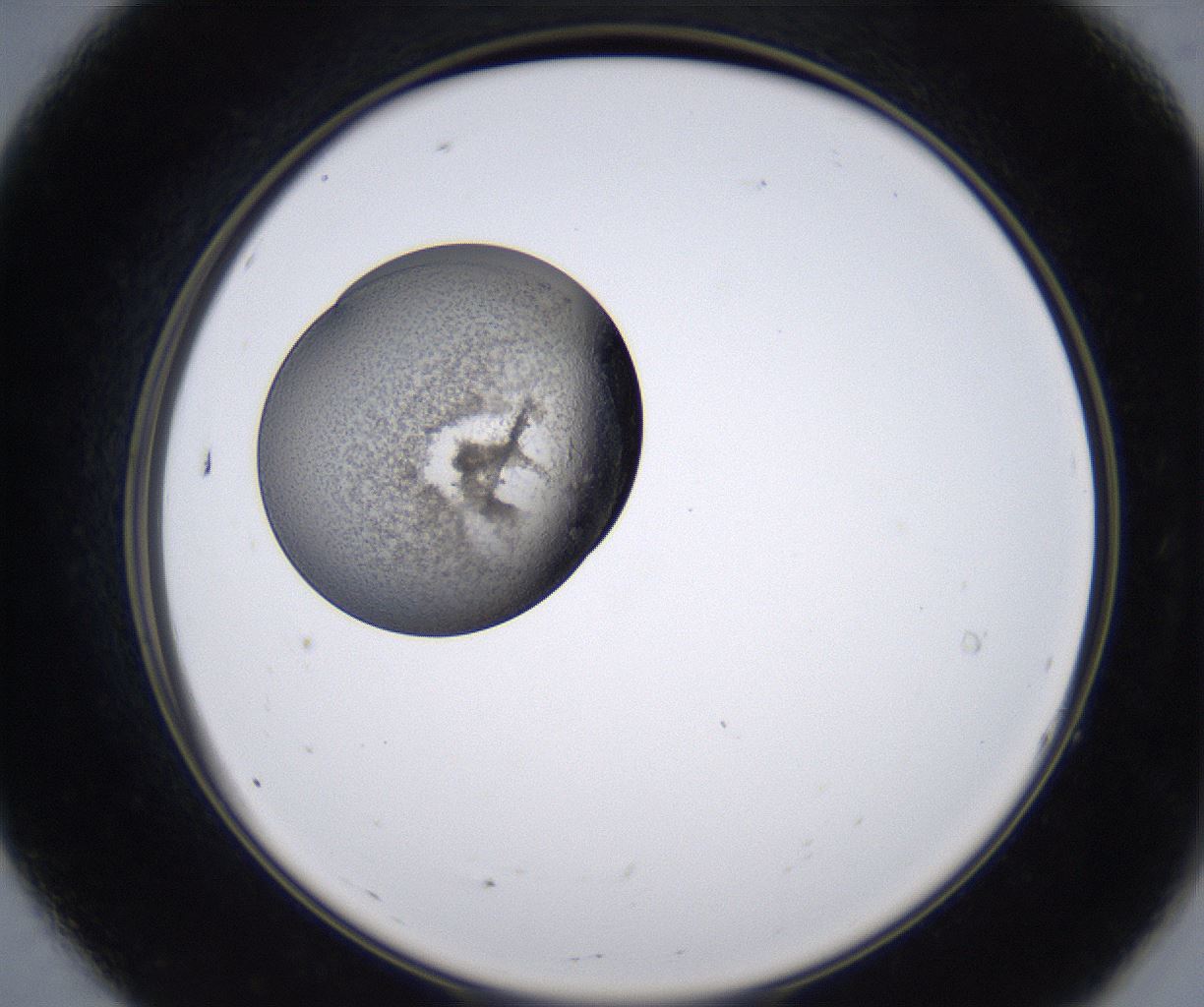 folderID213_plateID2213_batchID10048_wellNum7_profileID1_d2_r150532_ef.jpg