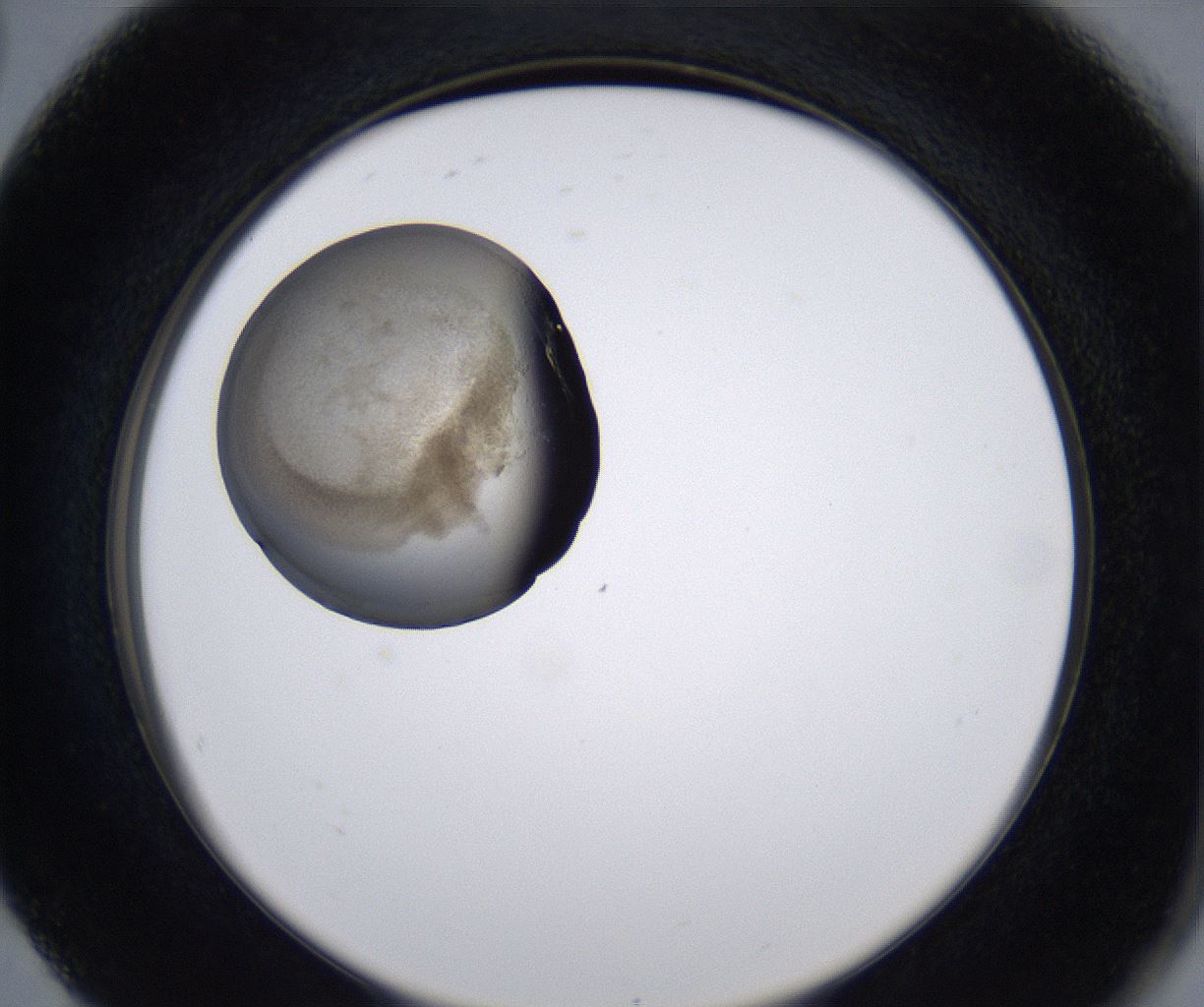 folderID213_plateID2213_batchID10048_wellNum80_profileID1_d2_r150678_ef.jpg