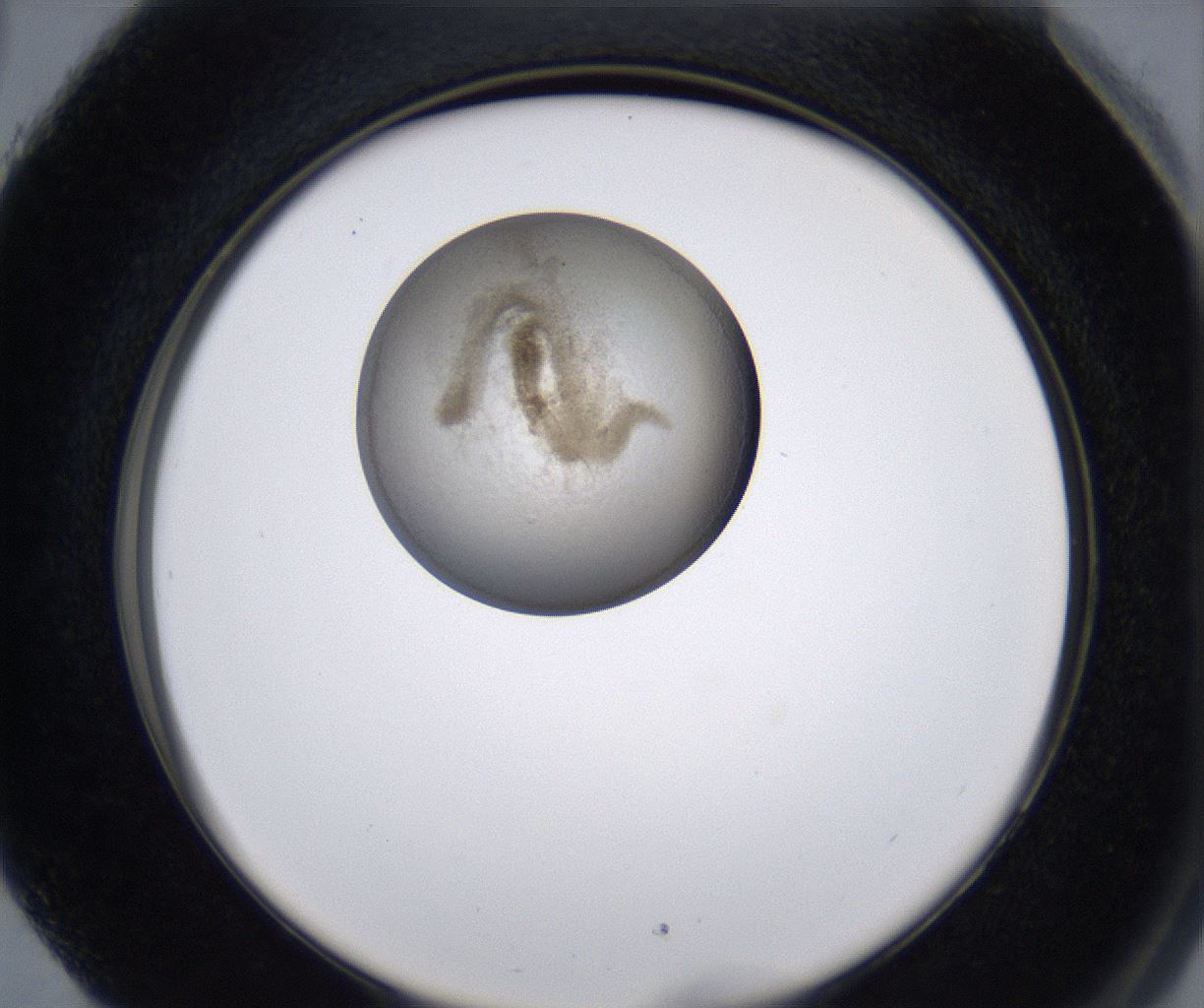 folderID213_plateID2213_batchID10048_wellNum89_profileID1_d2_r150696_ef.jpg
