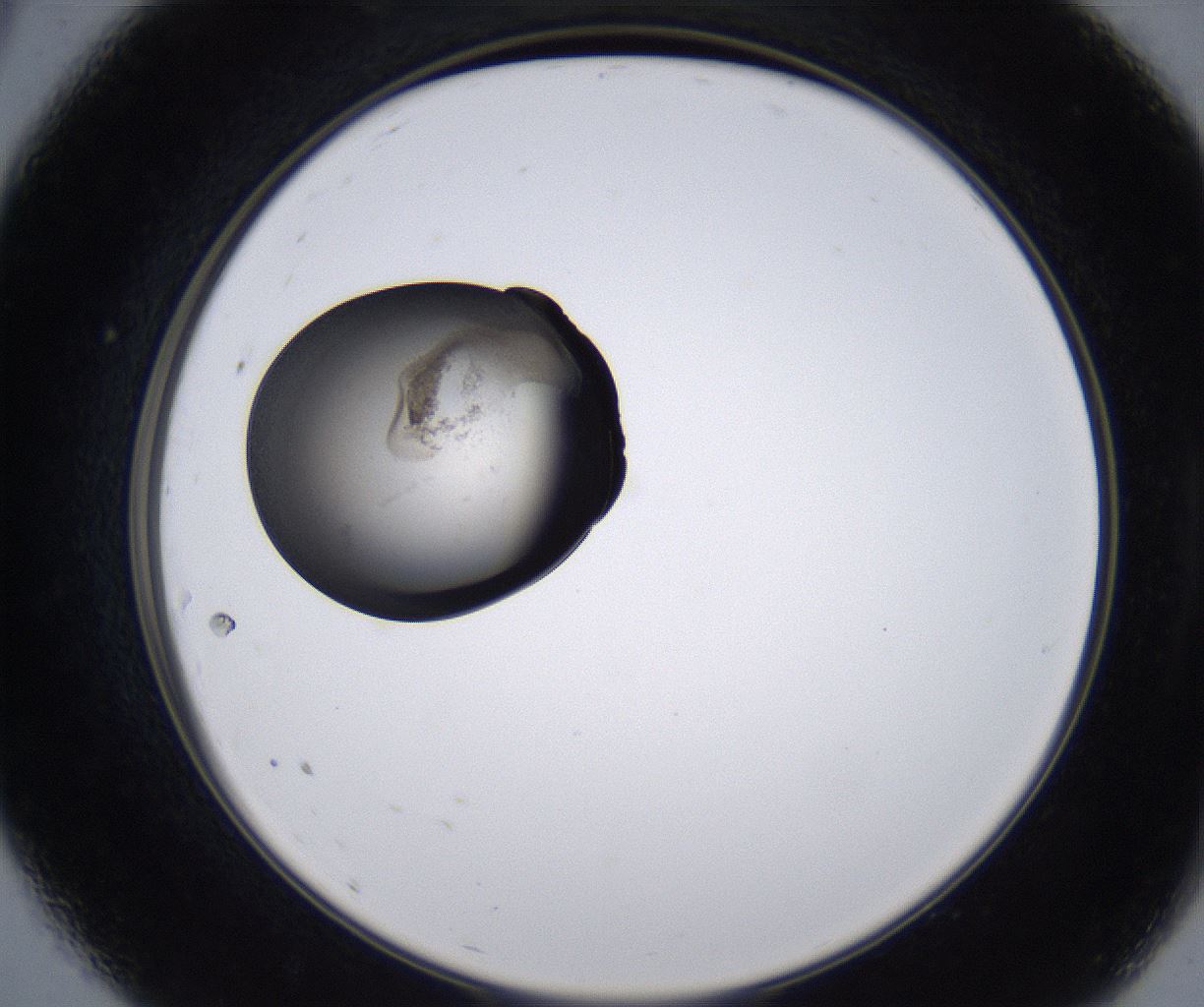 folderID213_plateID2213_batchID10048_wellNum9_profileID1_d2_r150536_ef.jpg