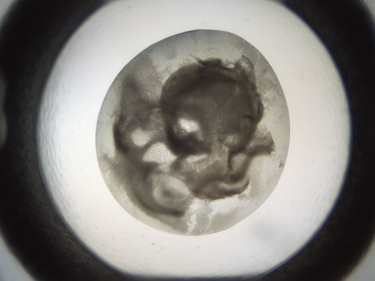 folderID214_plateID1214_batchID3712_wellNum20_profileID1_d1_r69574_ef.jpg