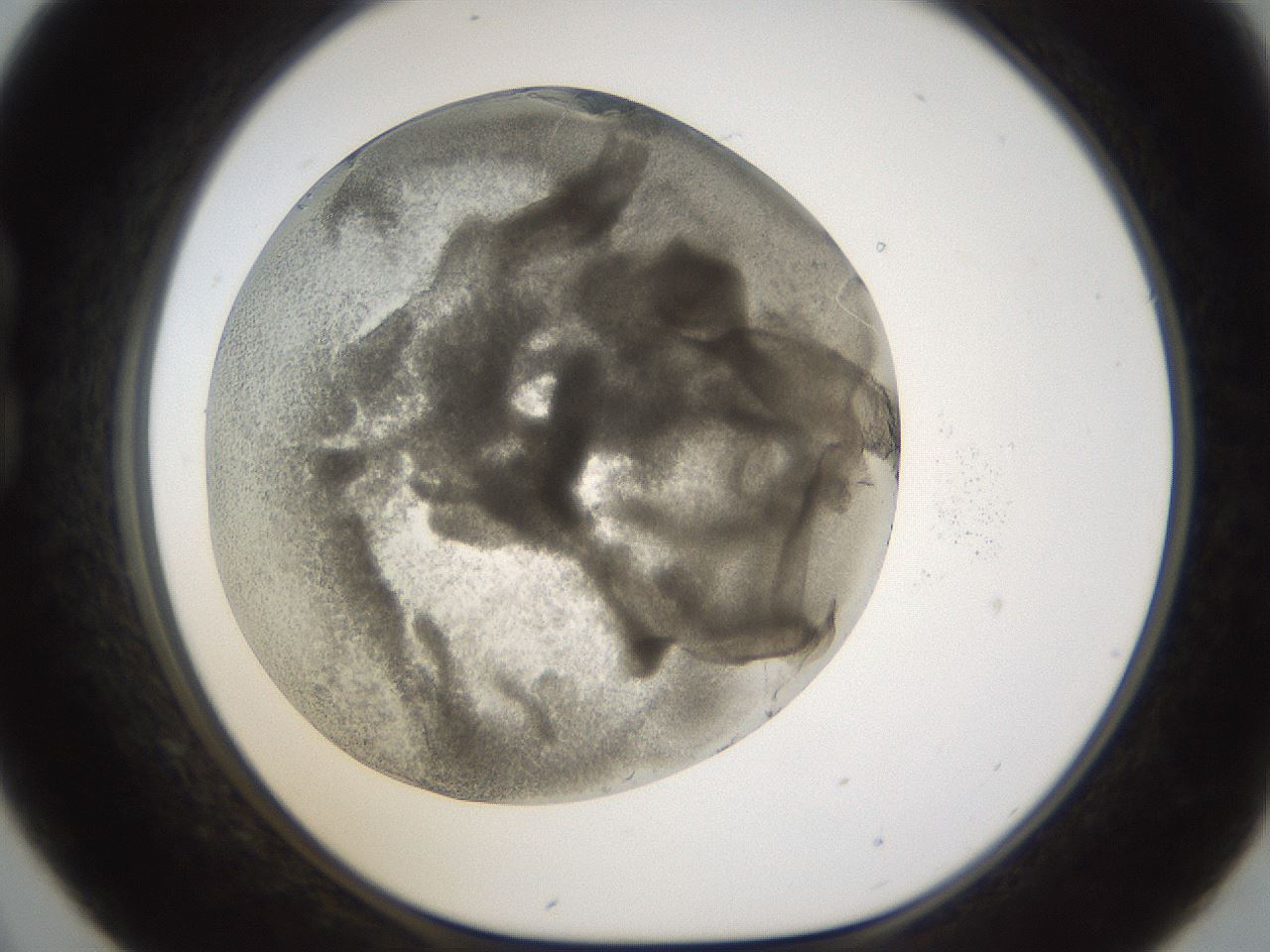 folderID214_plateID1214_batchID3712_wellNum21_profileID1_d1_r69576_ef.jpg