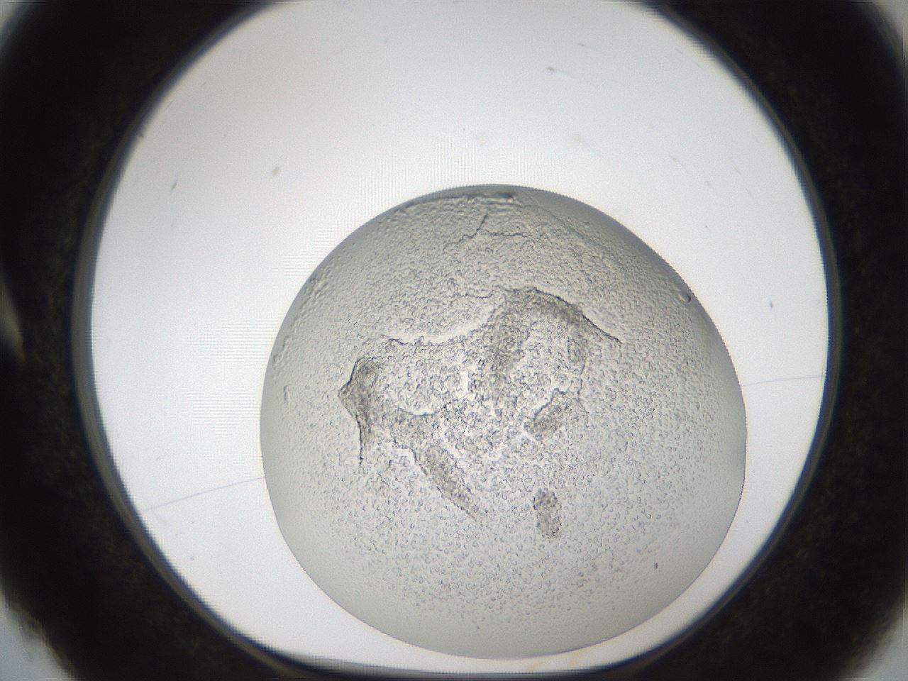 folderID214_plateID1214_batchID3712_wellNum4_profileID1_d1_r69542_ef.jpg