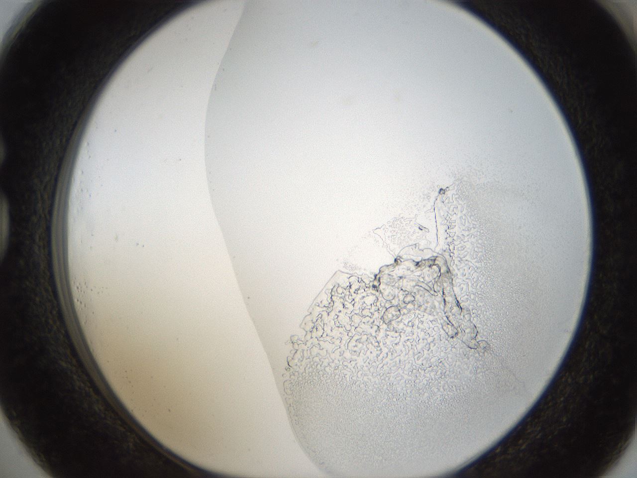 folderID214_plateID1214_batchID3712_wellNum73_profileID1_d1_r69680_ef.jpg
