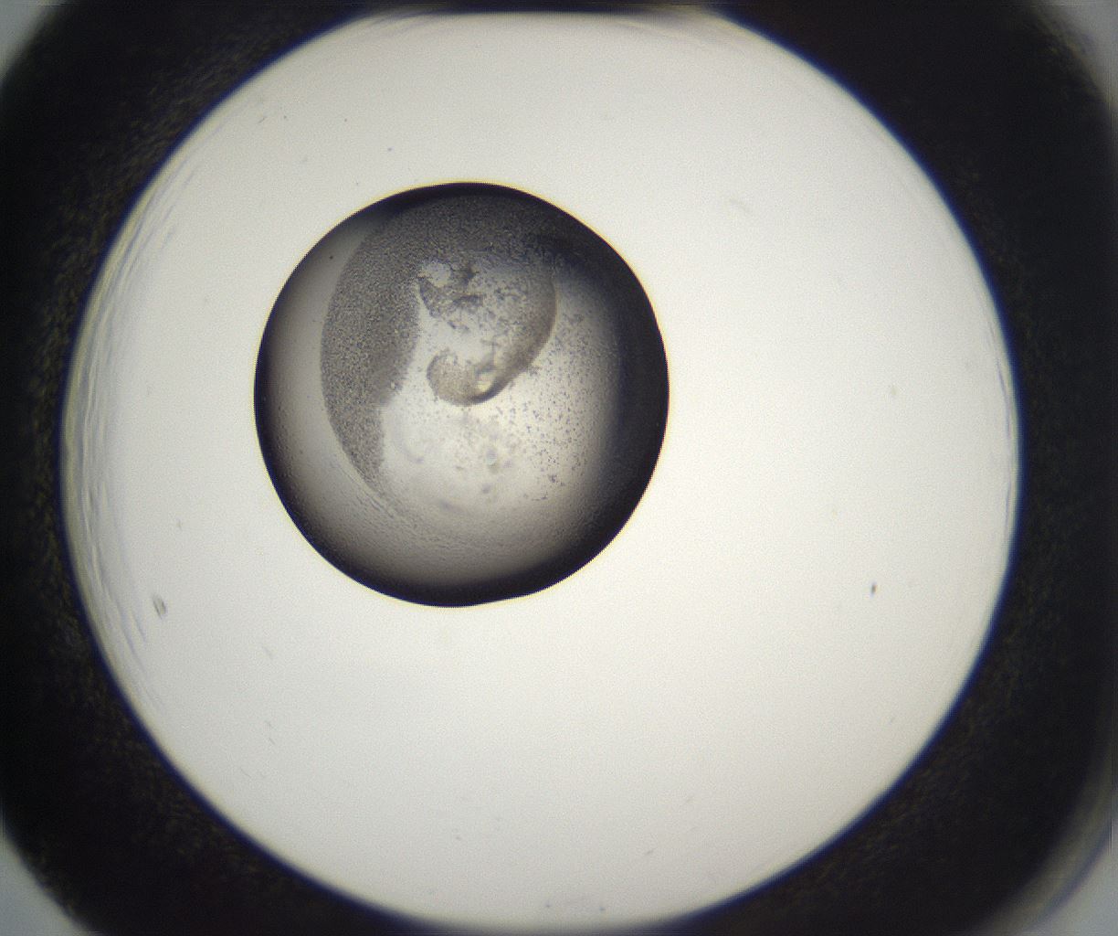 folderID214_plateID2214_batchID10055_wellNum65_profileID1_d2_r151800_ef.jpg