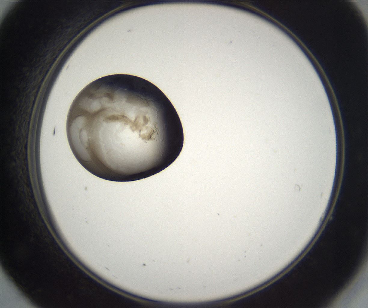 folderID214_plateID2214_batchID10055_wellNum7_profileID1_d2_r151684_ef.jpg