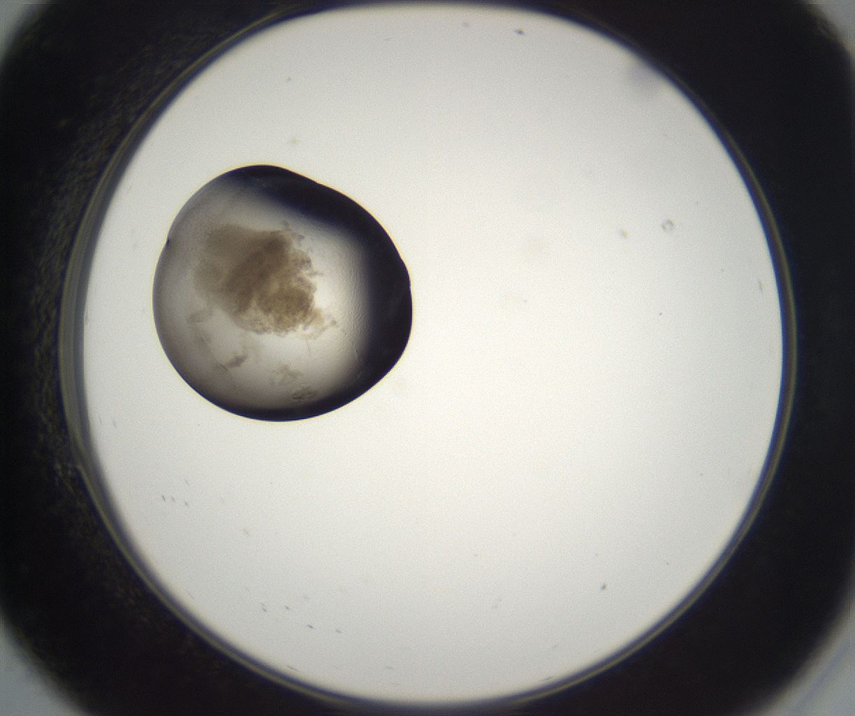folderID214_plateID2214_batchID10055_wellNum8_profileID1_d2_r151686_ef.jpg