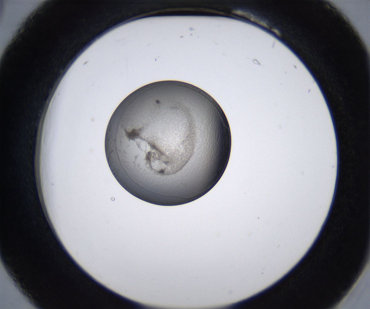 folderID215_plateID2215_batchID10049_wellNum18_profileID1_d2_r150746_ef.jpg